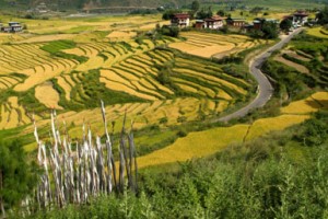Rice fields, Bhutan