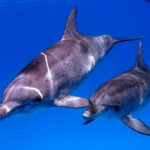 Wild Dolphins, Bimini