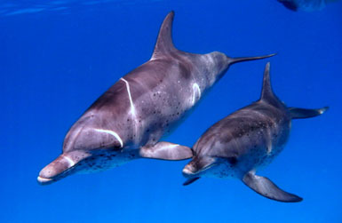 BIMINI: A Women’s Retreat & Wild Dolphin Adventure – Summer 2010