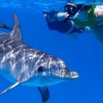 Wild Dolphins, Bimini
