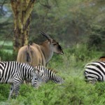 Kenyan Zebras