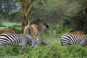 Kenyan Zebras