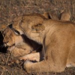 kenya2 Kenya Lions