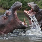 Kenya Hippos