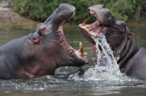 Kenya Hippos