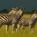 Kenya Zebras Kenya Zebras