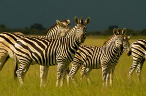 Kenya Zebras