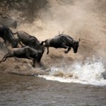 Kenyan Wildebeest Kenyan Wildebeest