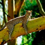 Kenyan Leopard