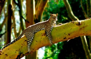 Kenyan Leopard