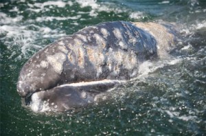 Whale Watching Baja