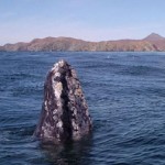 mag11 Magdalena Bay Baja