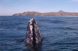Magdalena Bay Baja