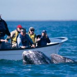mag2 Gray Whale Watching