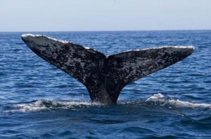 Grey Whale Watching