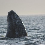 mag6 Whale Watching Baja