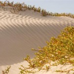mag8 Magdalena Bay Baja