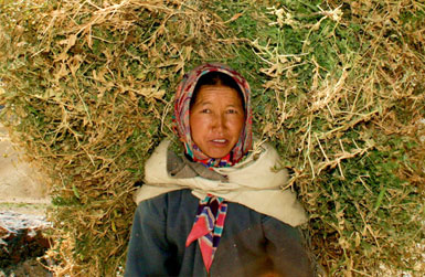 HIMALAYAS: Blue Mango Spiritual Retreat – Summer 2012