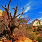 zion3 Zion National Park Art & Spirit