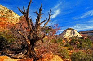 Zion National Park Art & Spirit