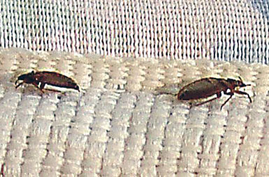 Don’t Let The Bed Bugs Bite!