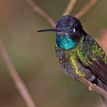 cr1 Hummingbirds Costa Rica