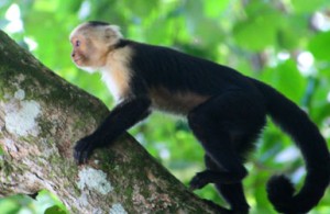 Spider monkey Costa Rica