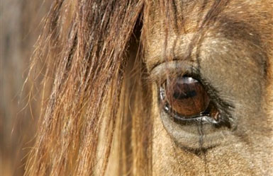 TUCSON, AZ: Reconnecting to Truth through Horse Wisdom – Sept 19-23rd, 2012