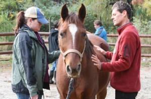 Therapeutic horseback riding