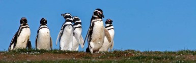 Penguins in Ushuaia