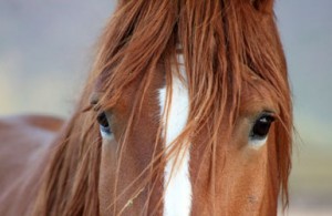 eq20 Equine Healing Retreat